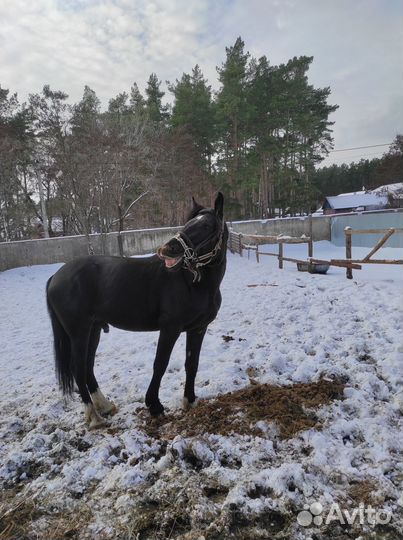 Обучение верховой езде