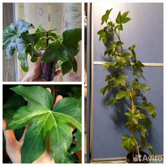 Олеандр, гардения, жасмин, ананас