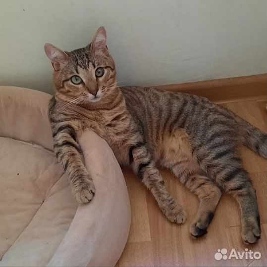 Кошки в добрые руки даром