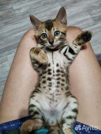 Бенгальские котята