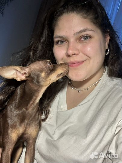 Передержка выгул присмотр няня собак кошек