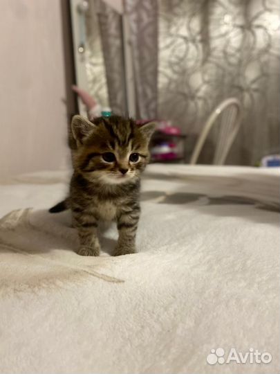 Шотландские вислоухие котята