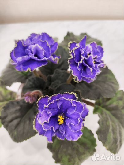 Фиалки сортовые