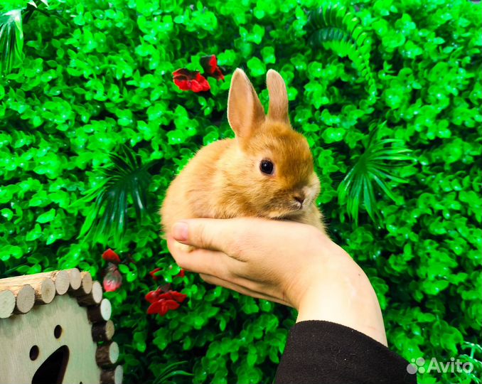 Мини карликовый кролик - львиный милаш