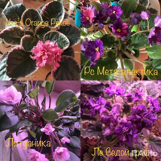 Сортовые фиалки