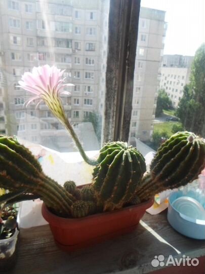 Кактусы (цветущие)