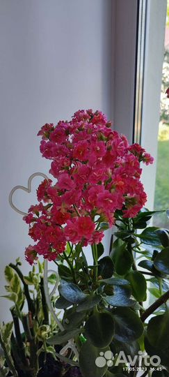 Каланхое Блоссфельда