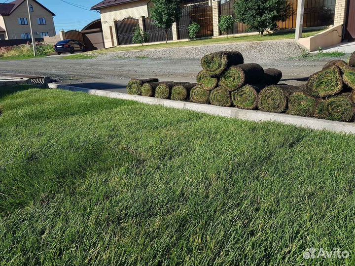 Рулонный газон мятлик