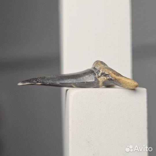 Окаменелость зуб древней акулы Odontaspis