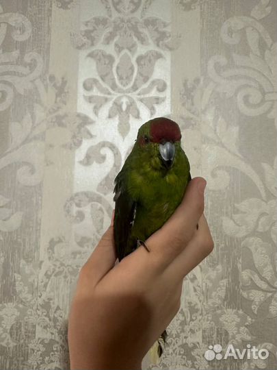Попугай какарик