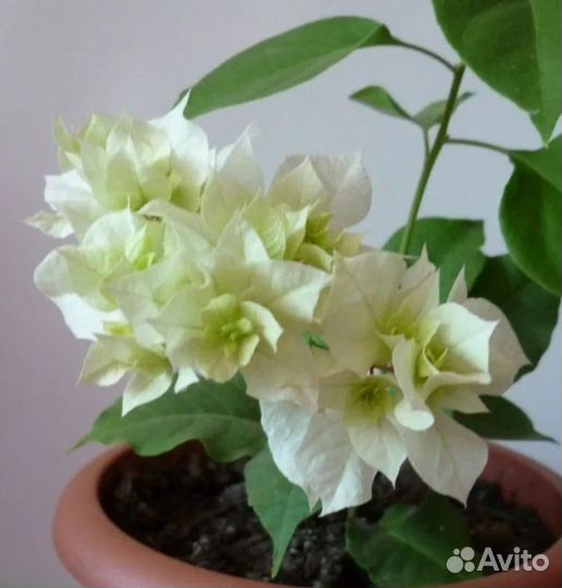 Бугенвиллия белая