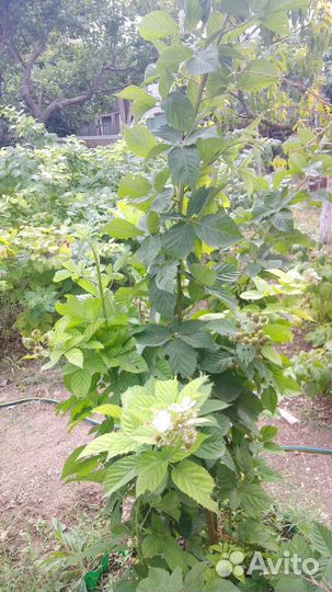 Ежевика Блэк Мэджик