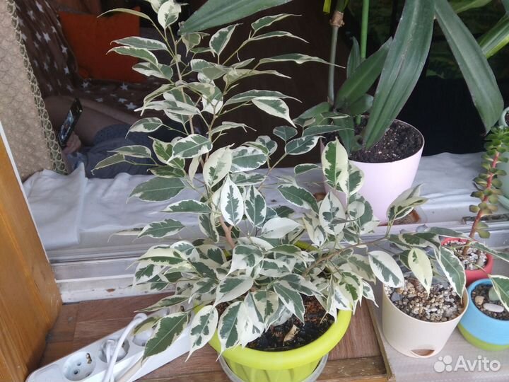 Бенджамина