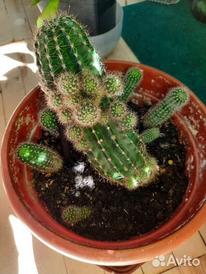 Кактус эхинопсис