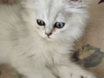 Котята персидской серебристой шиншиллы