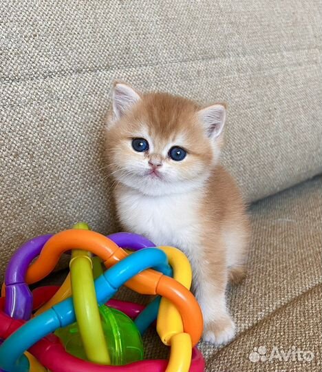 Британские золотые шиншиллы