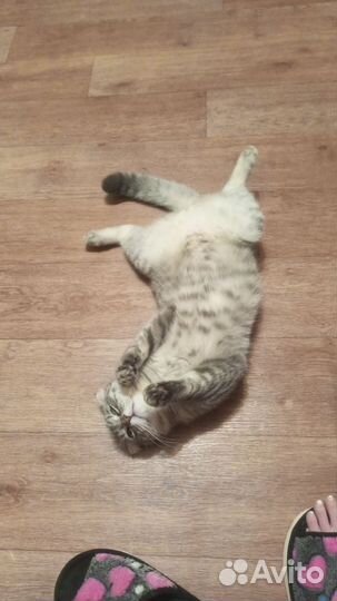 Отдам кота в добрые руки