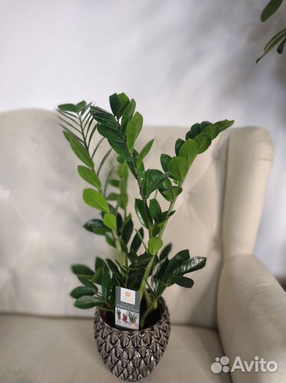 Замиокулькас