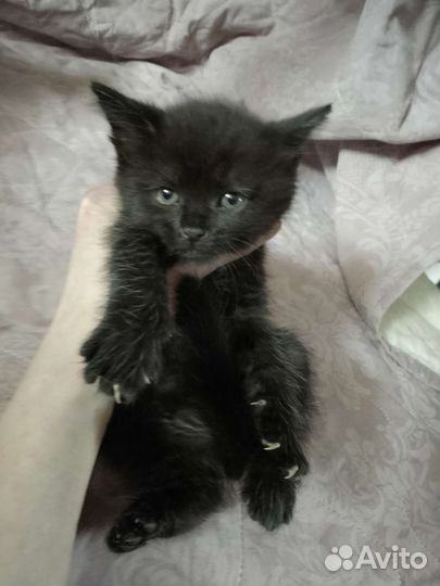 Плюшевые котята в дар