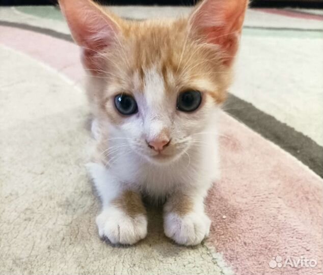 Котик отдаём
