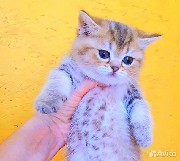 Шотландские котята