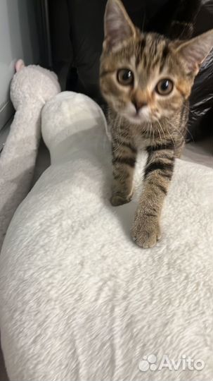 Кошка в дар бесплатно