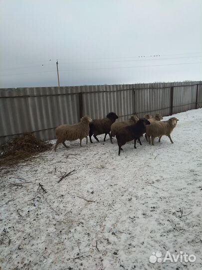 Овцы бараны