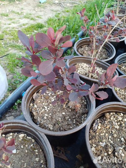 Барбарис Тунберга