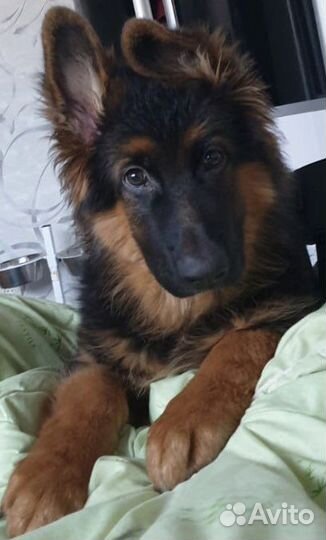 Супер Щенки немецкой овчарки длинношерстной