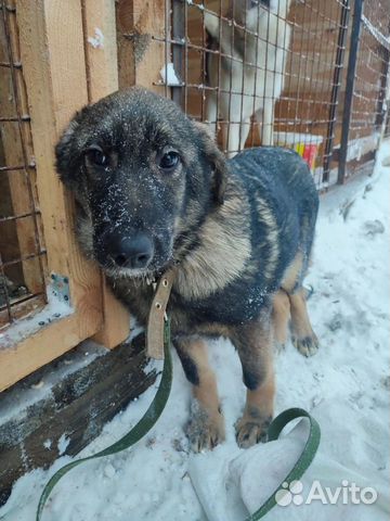 Греюшке нужен дом. В приюте