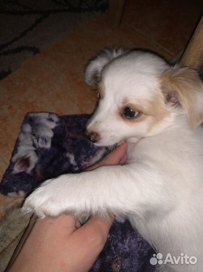 Собаки щенки