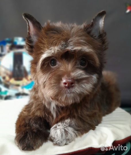 Девочка Цветной Йорк