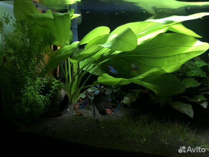 Аквариумное растение эхинодорус