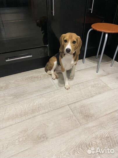 Бигль в добрые руки