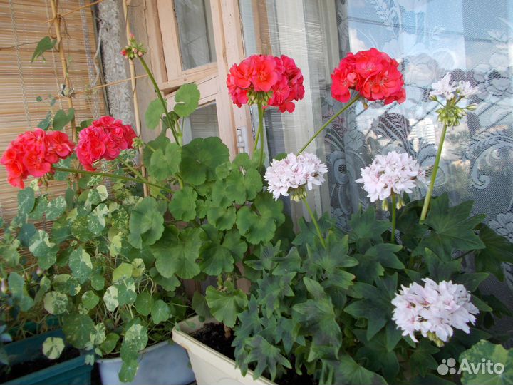 Продам комнатные цветы