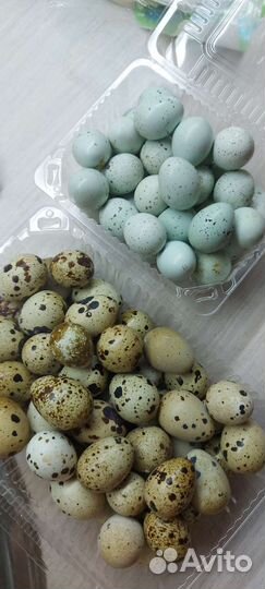 Яйца перепелиные