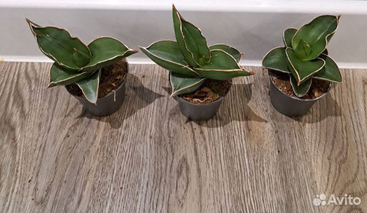 Сансевиерия samurai