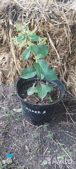 Гортензия метельчатая