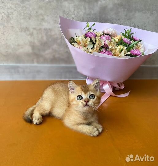 Мальчик золотой шиншиллы