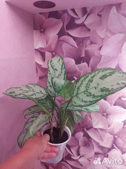 Комнатные цветы алоэ