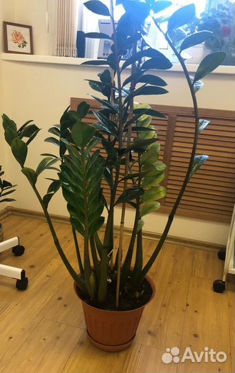 Замиокулькас