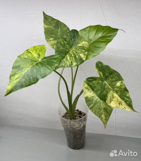 Алоказия гагеана вариегатная