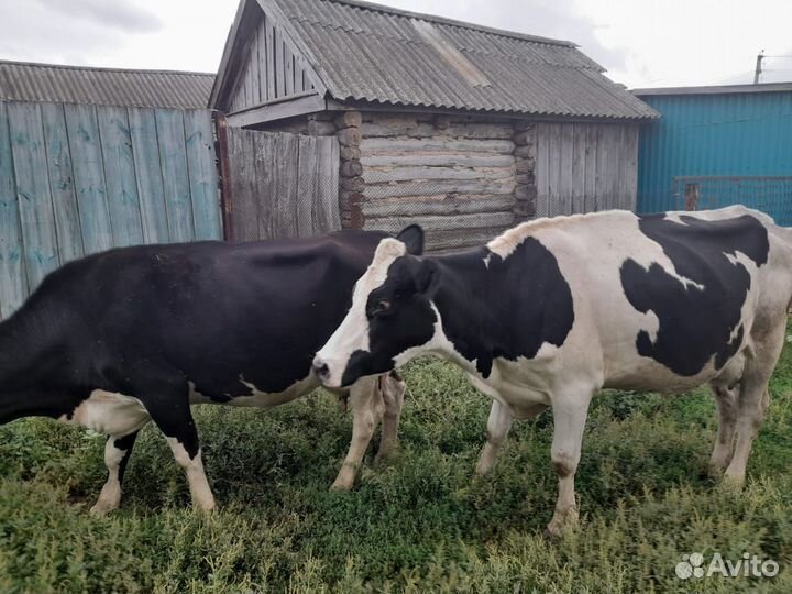 Корова голштинской породы высокоудойная
