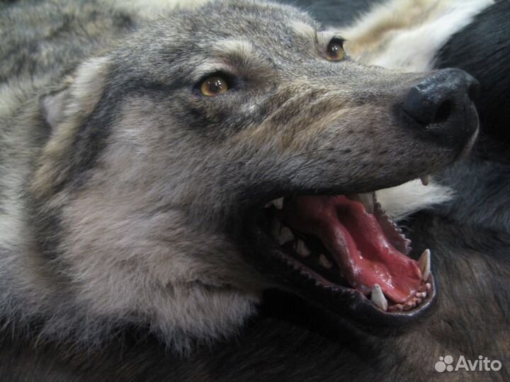 Ковер из волка