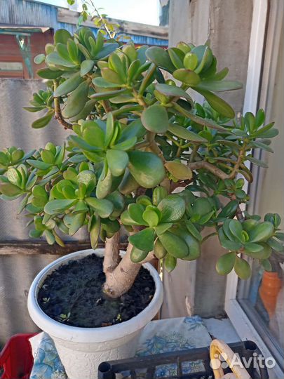 Денежное дерево толстянка