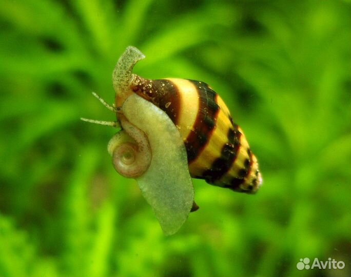 Улитка хелена