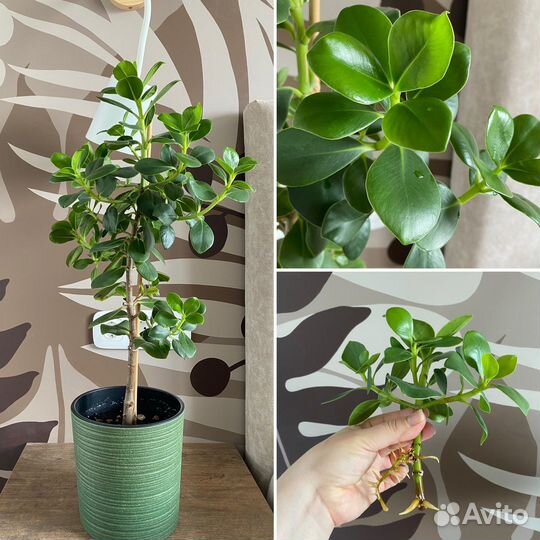 Клузия Принцесс (черенок)