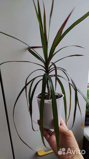 Драцена маргината, пальма