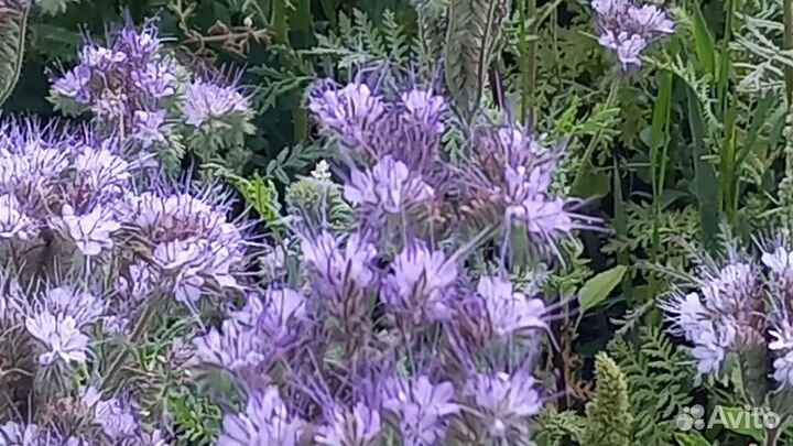 Мёд с фацелии,бесплатная доставка