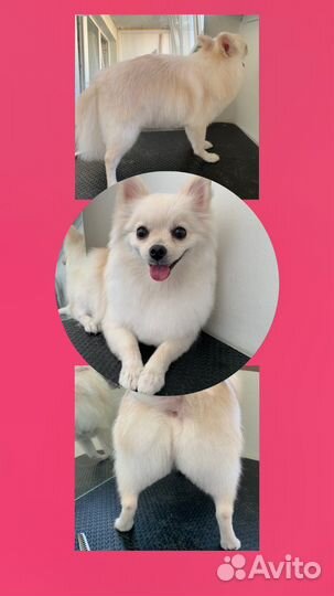 Груминг (стрижка собак, кошек, вычёсывание)